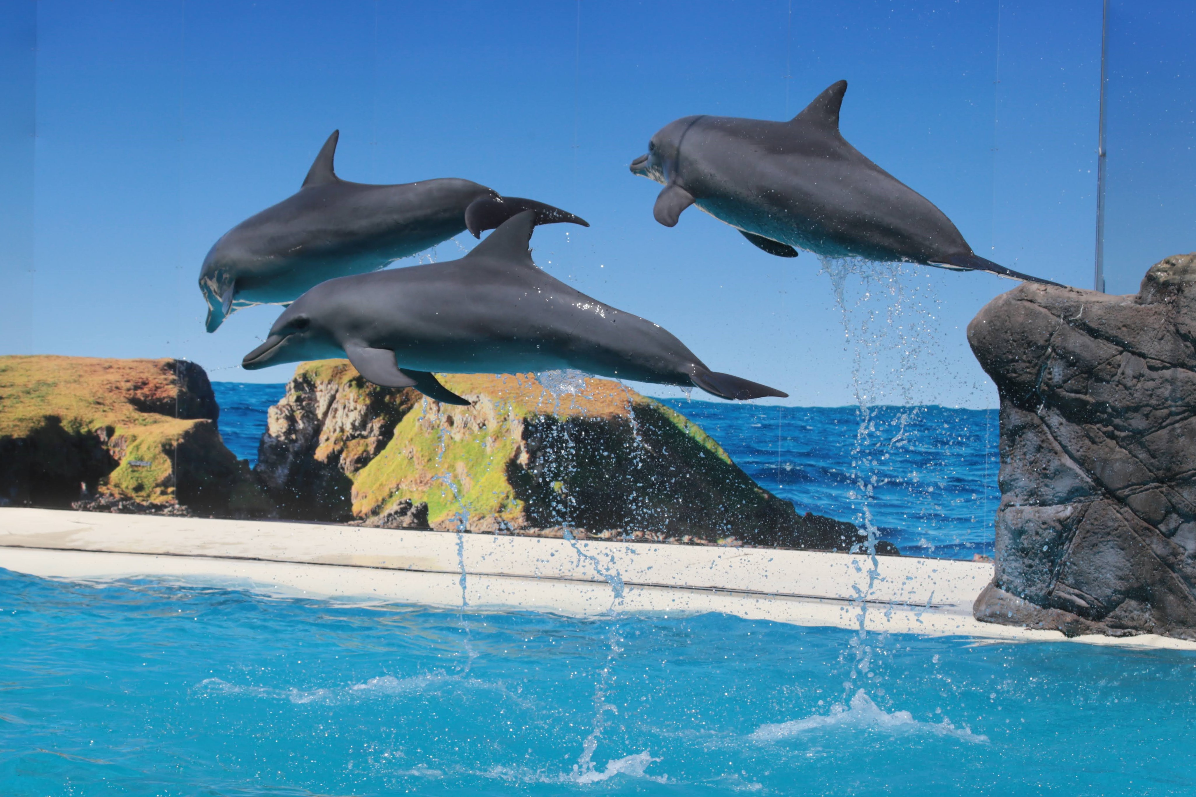 Coffs Harbour Camp Dolphin Show