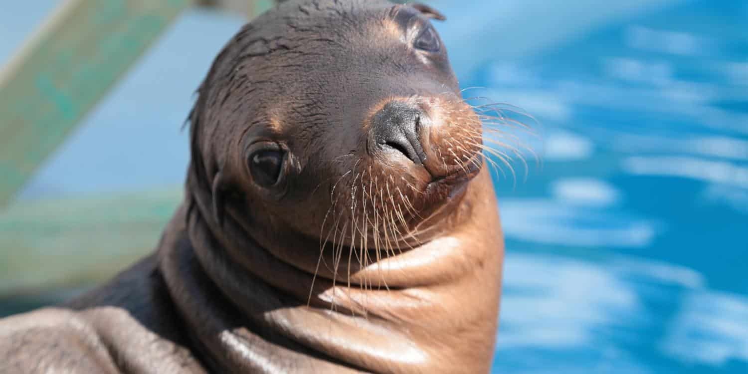 Coffs Harbour Camp Seal