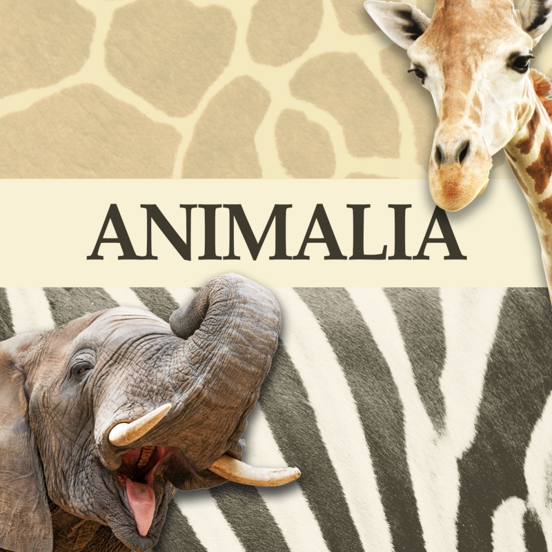 Animalia