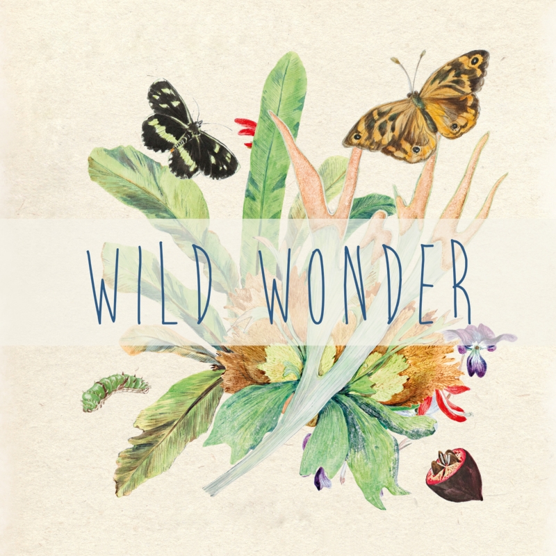 Wild Wonder (New Release)
