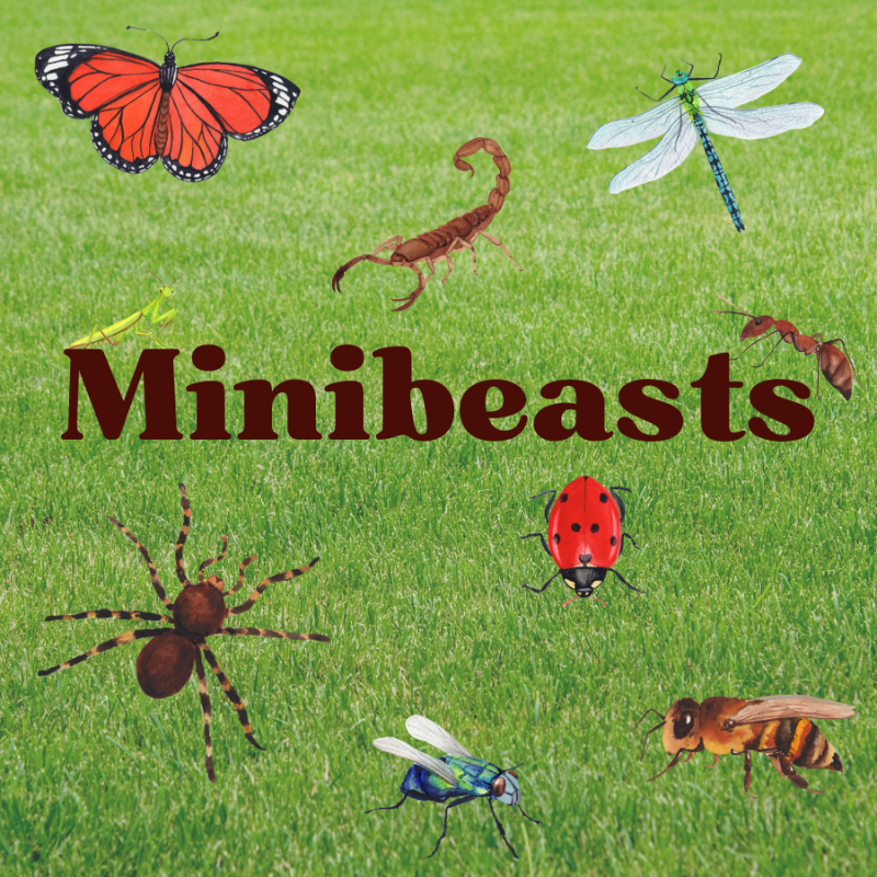 Minibeasts (New Release)